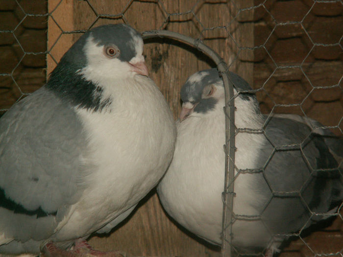 PICT0136 - Porumbei galateni Vanduti