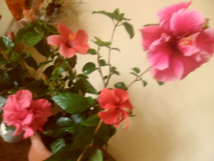 hibiscus grup