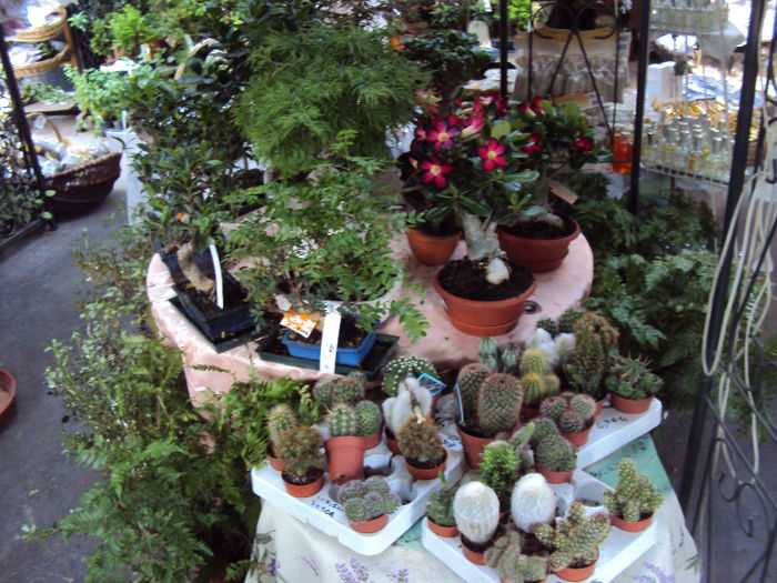 DSC07142 - Paris- Marche aux Fleurs