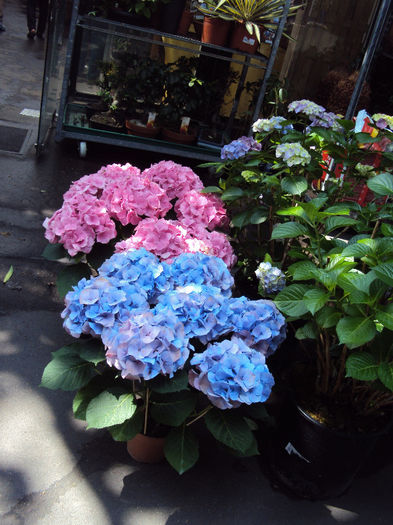 DSC07145 - Paris- Marche aux Fleurs