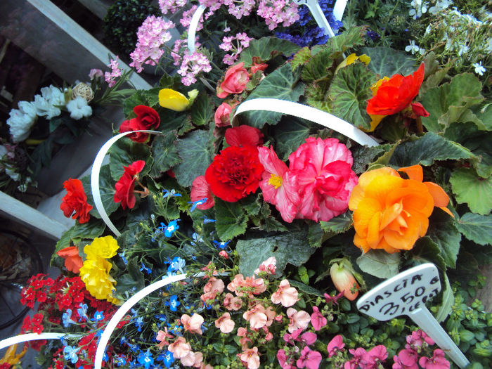 DSC07155 - Paris- Marche aux Fleurs