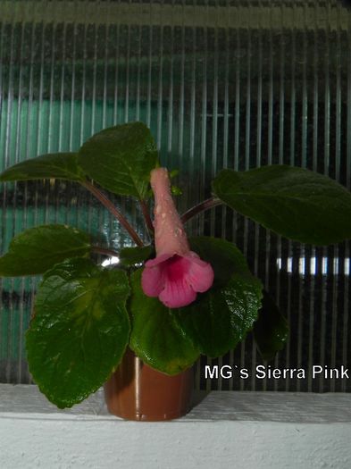  - MG s sinningia hybrids