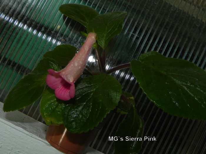  - MG s sinningia hybrids