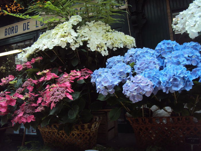 DSC07176 - Paris- Marche aux Fleurs