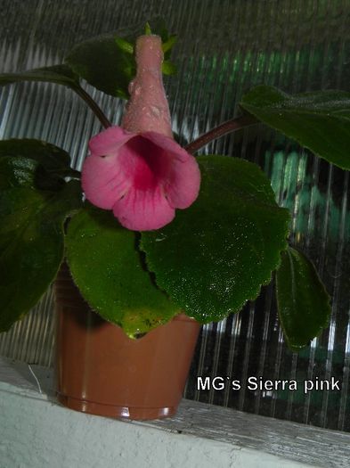  - MG s sinningia hybrids