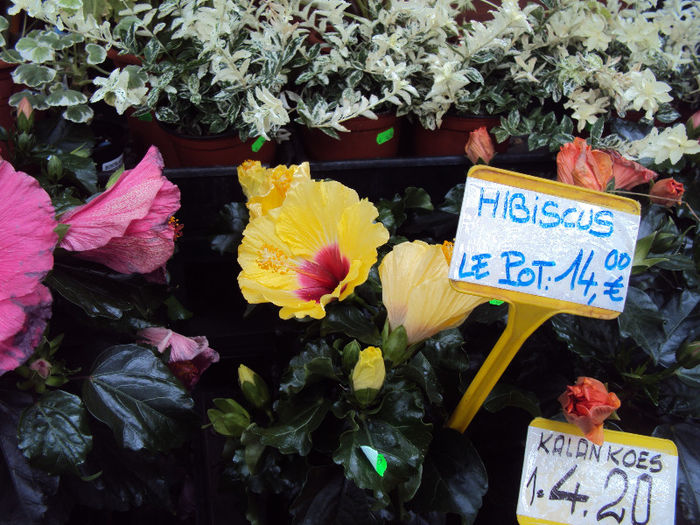 DSC07233 - Paris- Marche aux Fleurs