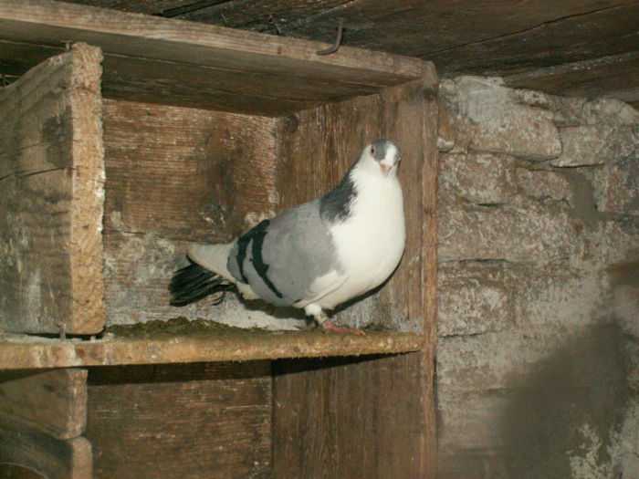 16 - Porumbei galateni Vanduti