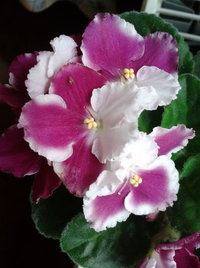 Rhapsody Anika a treia inflorire