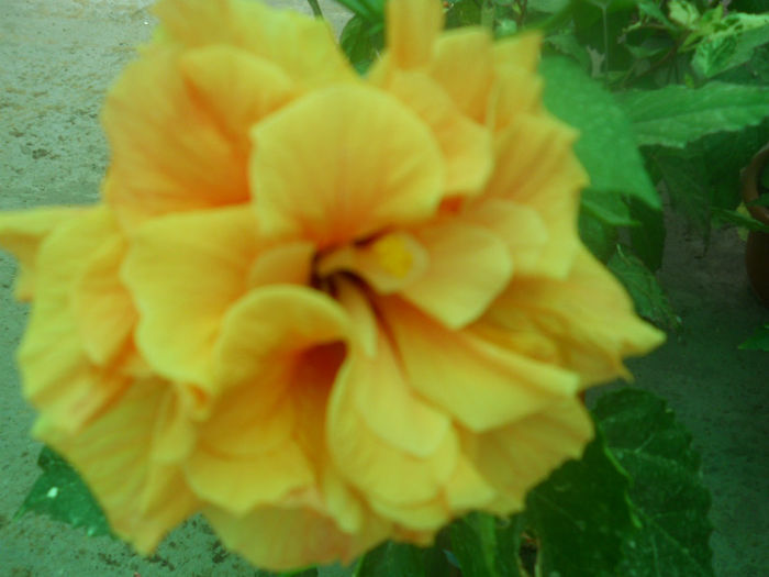 DSCN4523