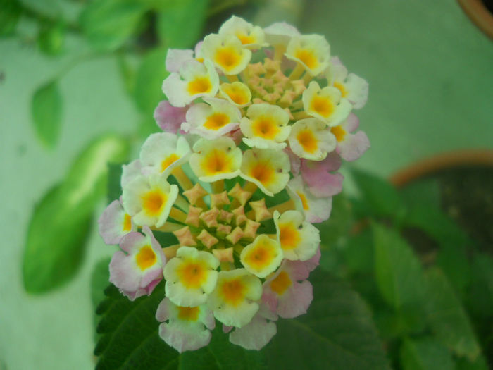 DSCN4526
