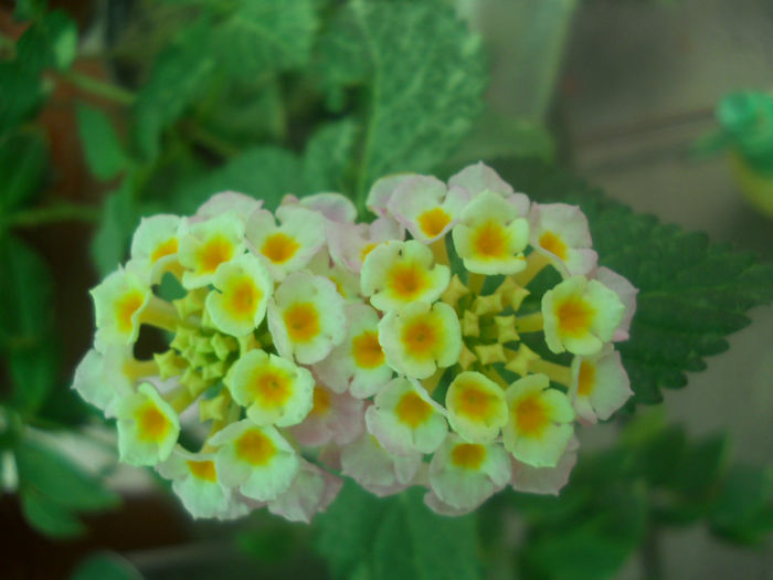 DSCN4528