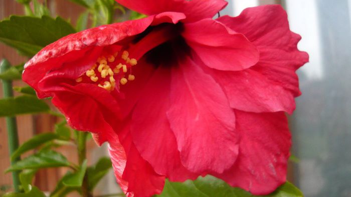 Picture 4653 - x 2013 Hibiscus rosa sinesis