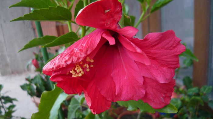 Picture 4654 - x 2013 Hibiscus rosa sinesis