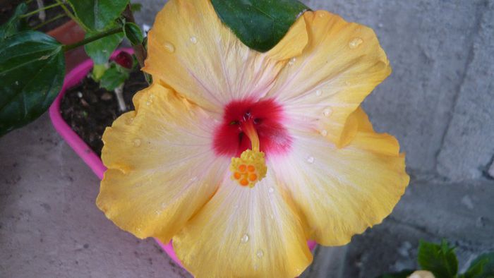 Picture 4655 - x 2013 Hibiscus rosa sinesis