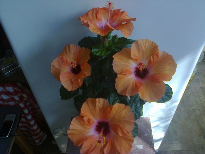  - Hibiscusi 2013