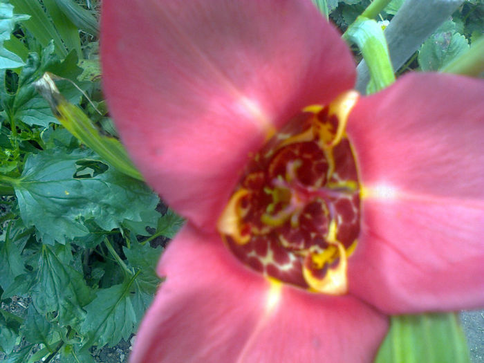 tigridia
