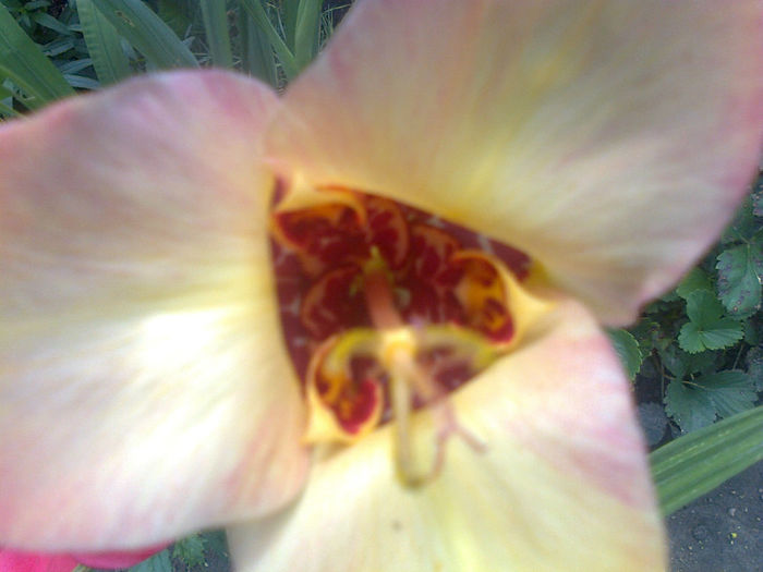 tigridia
