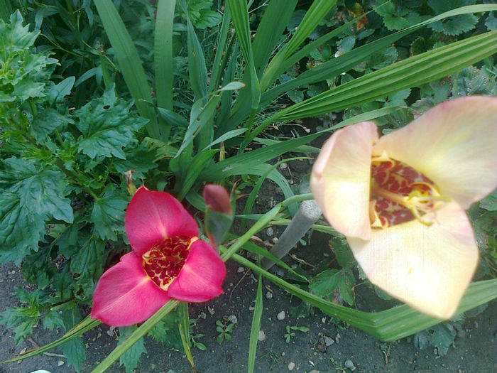 tigridia