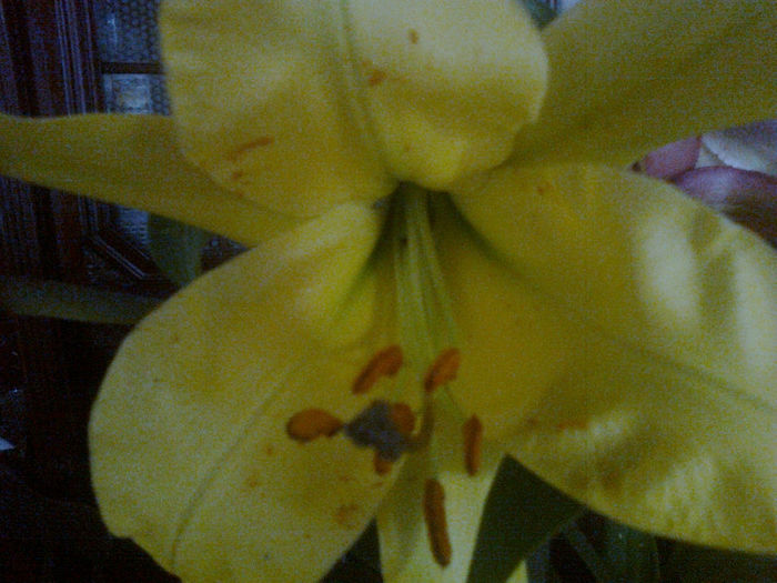 crin imperial