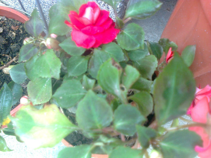 impatiens rosu cu alb