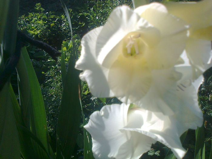 gladiola