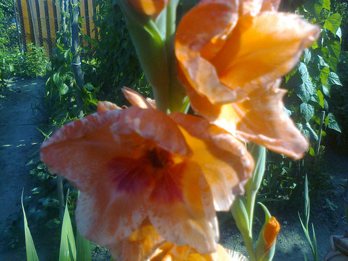 gladiola