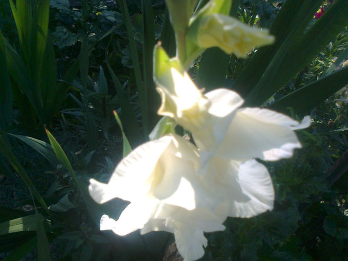 gladiola