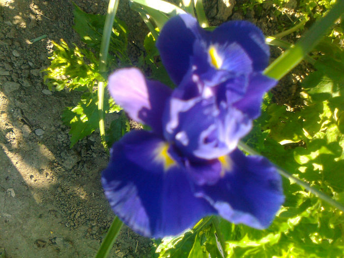iris