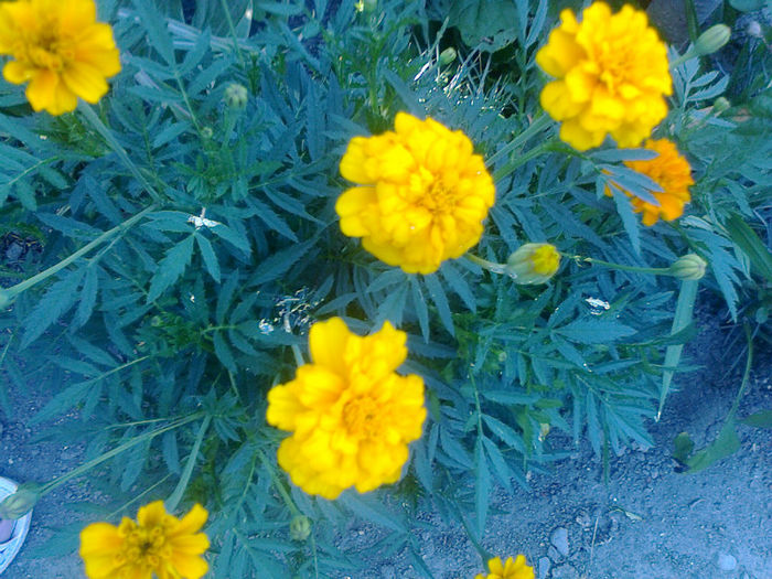 craita