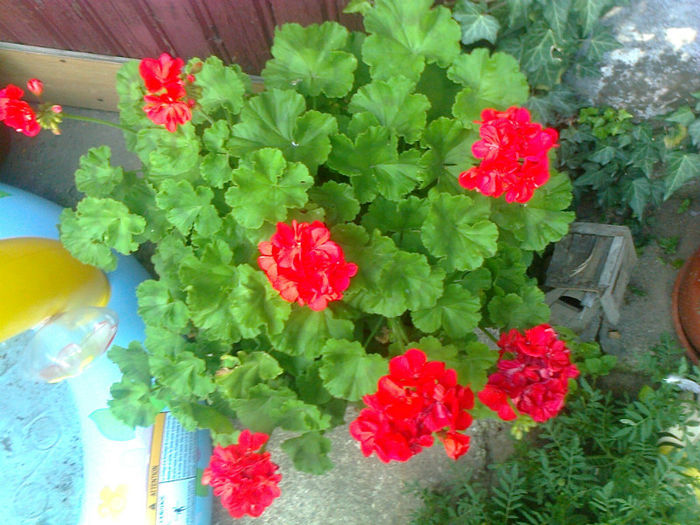 muscata zonala - 2013 FLORI EXTERIOR