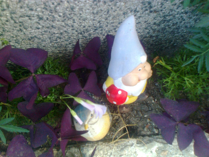 pitic,vrabiuta,oxalis - 2013 FLORI EXTERIOR