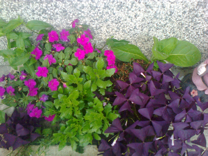 impatiens si oxalis - 2013 FLORI EXTERIOR