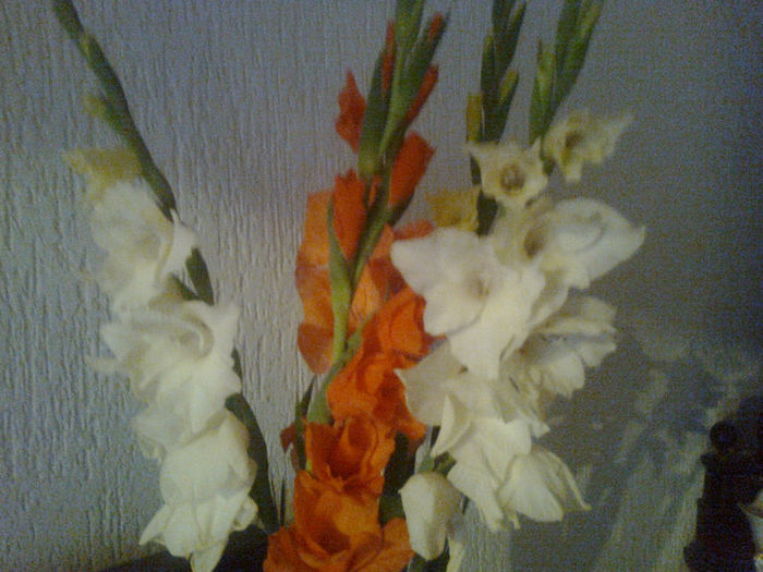 gladiole