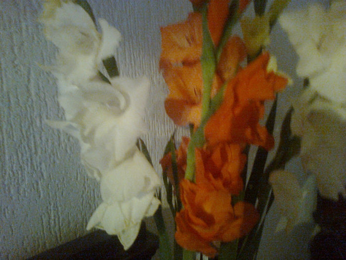 gladiole - 2013 FLORI EXTERIOR