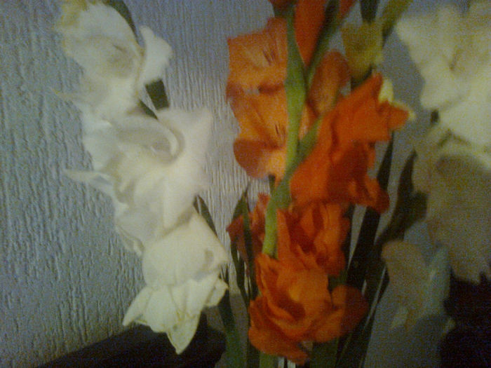 gladiole