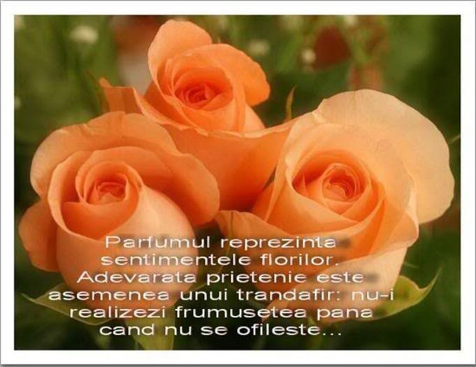  - Poze