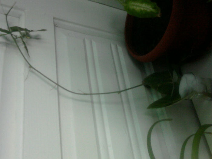passiflora si frunze de gloxinie - flori de la nela