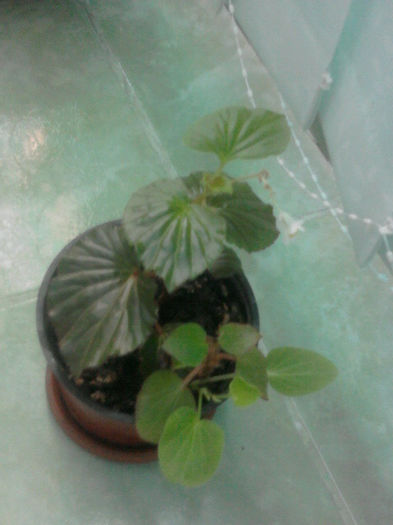 ghetisoara - flori de interior2013