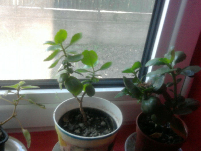 Fotografie3821 - flori de interior2013