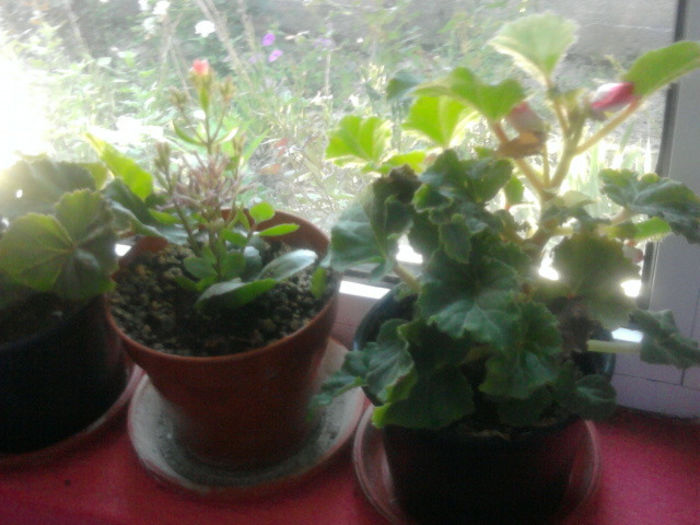 begonie - flori de interior2013