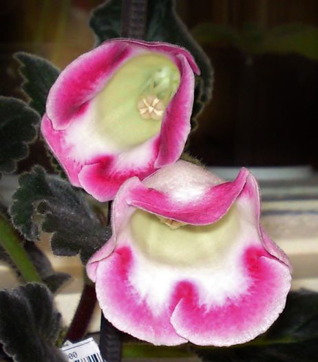 Blanche de Meru - Gloxinii