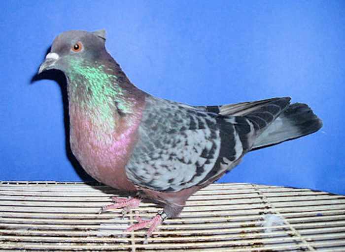 326 - Pt Admiratorii rasei 1