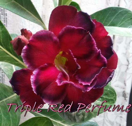 Triple Red Perfume - Adenium - Triple Red Perfume