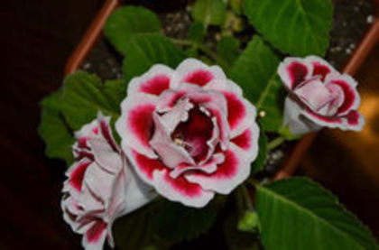 SCARLET - ACHIZITII Gloxinii 2013