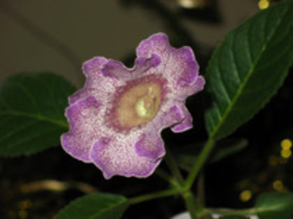 GLIMMER - ACHIZITII Gloxinii 2013