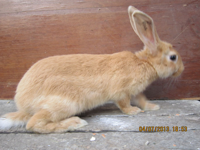 mascul - Burgunder rosu -ARHIVA