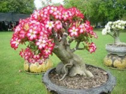 68062981_DJKYMNJ3 ADENIUM