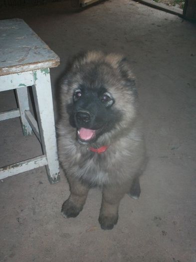 misa 2 luni - Ciobanesc caucazian