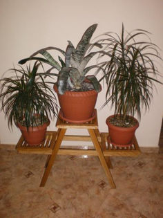 Copy of LargeImage-Suport-flori-tip-2 - diverse