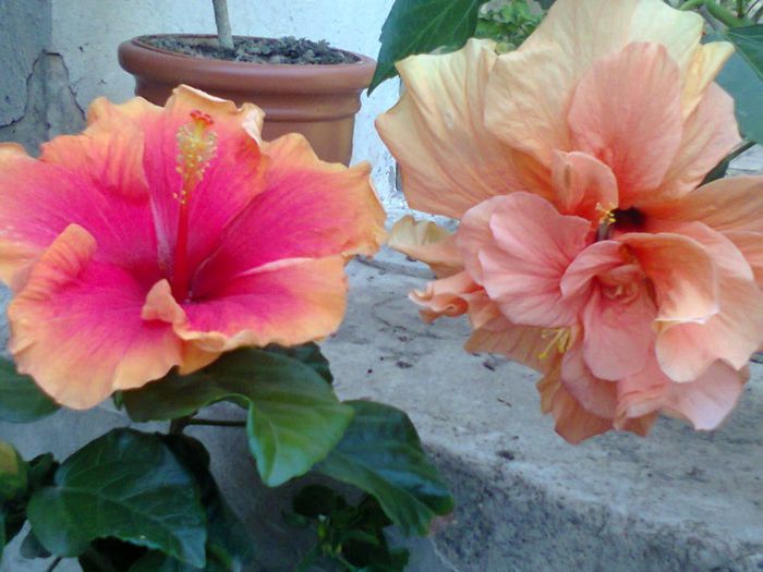 Oberon -Classic apricot